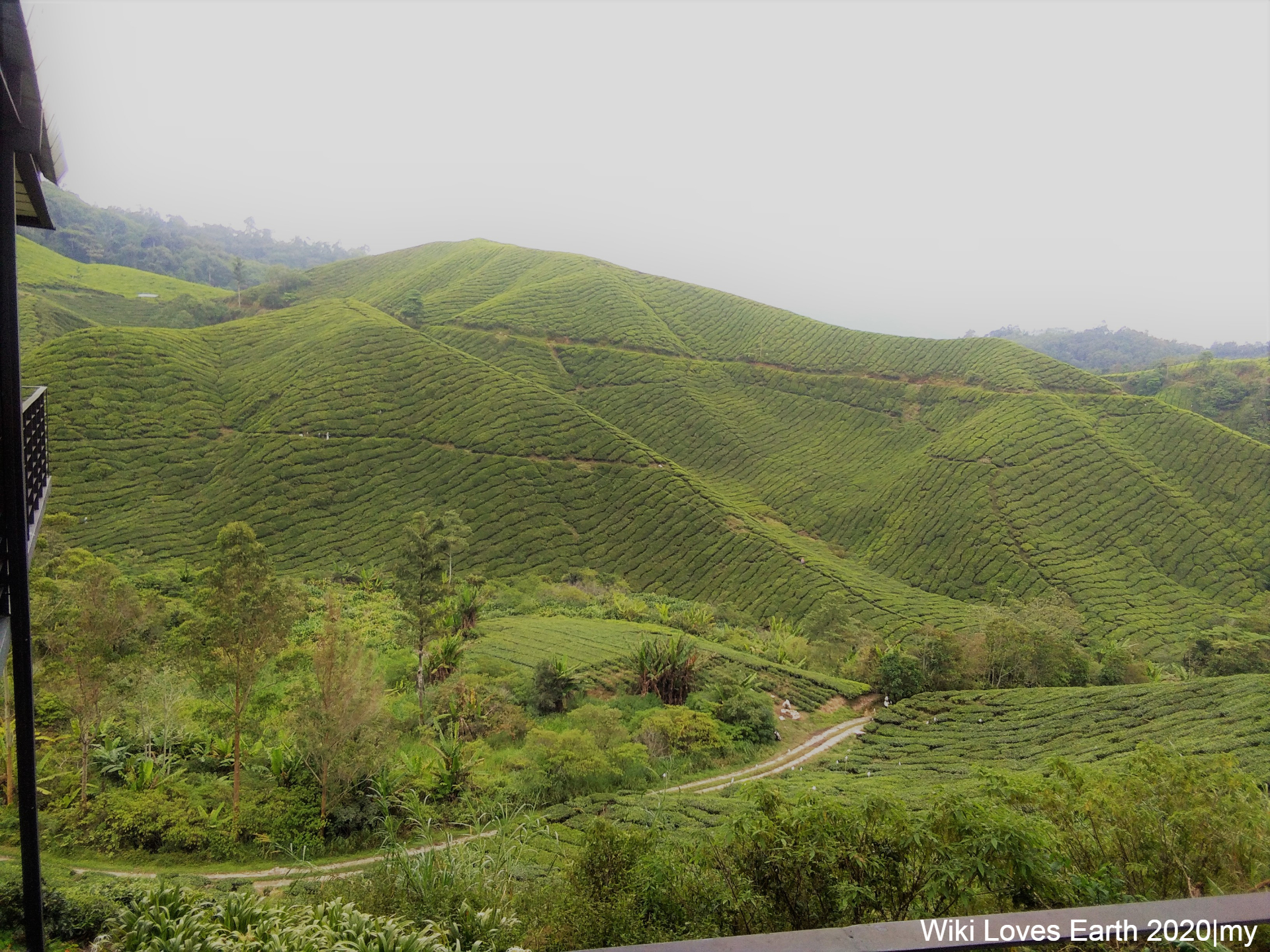 Sungei Palas BOH tea plantation photographed in October 2019, not Ringlet or current access conditions