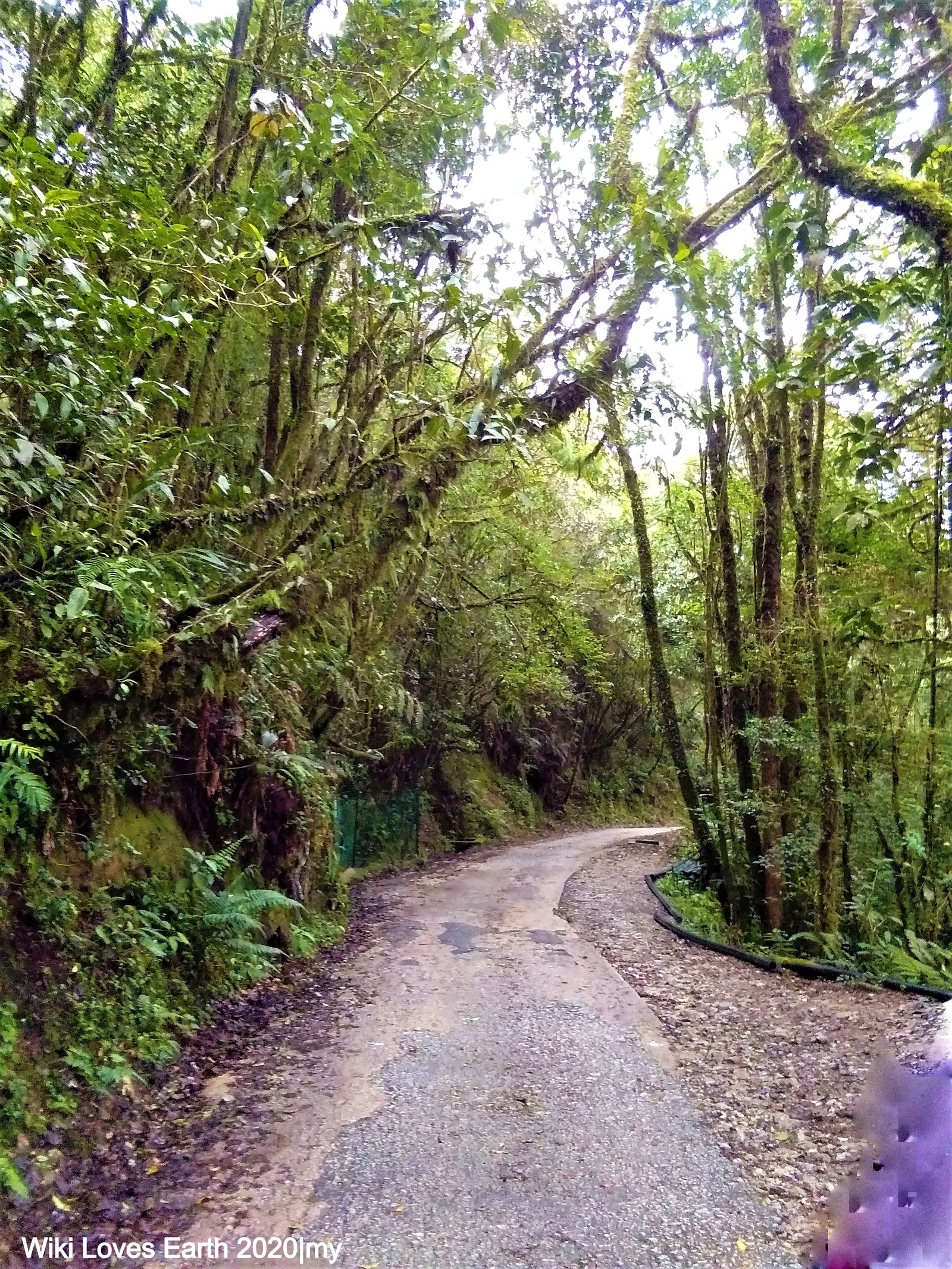Moss-covered trees, ferns and a paved approach in Cameron Highlands Mossy Forest, photographed in October 2019
