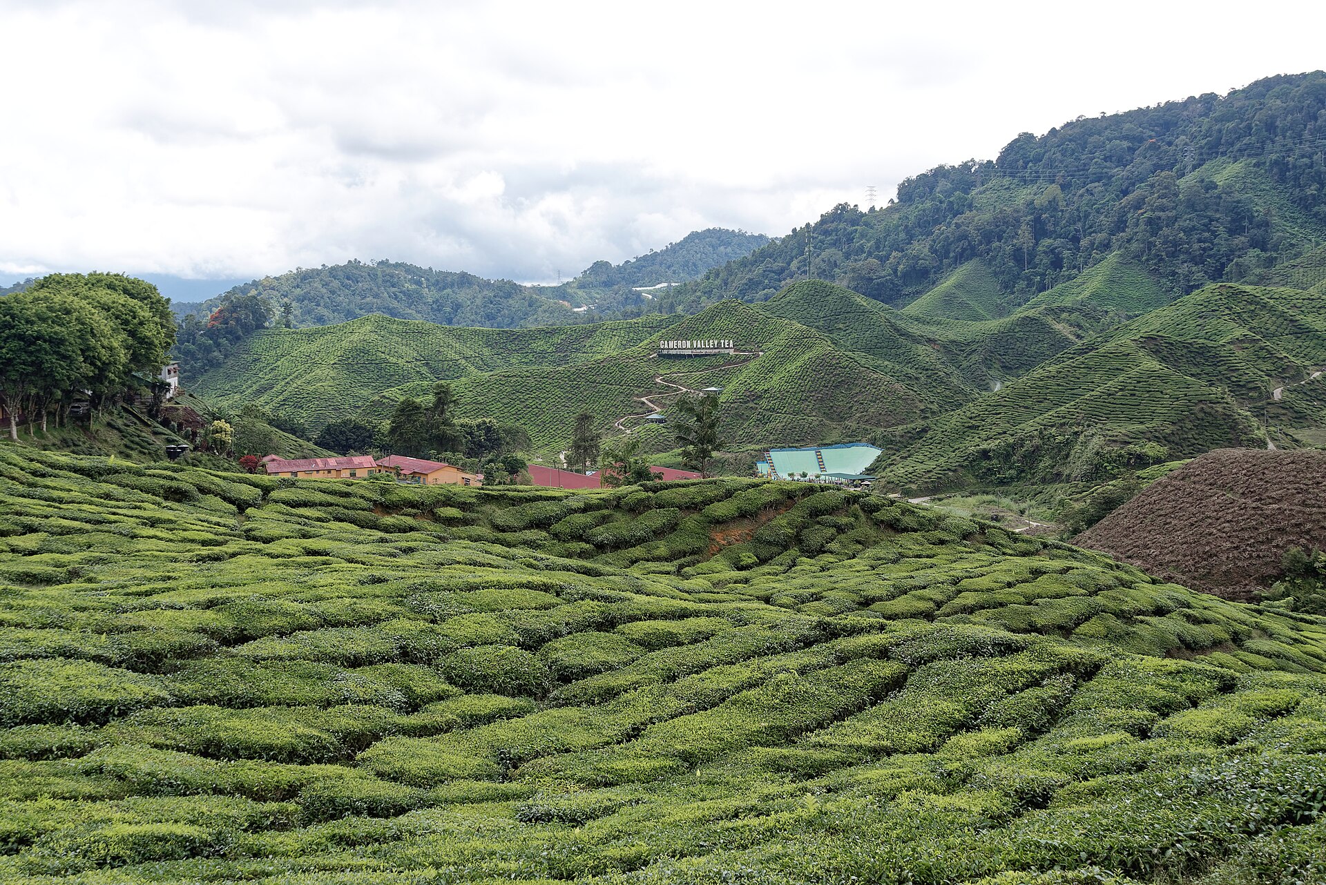 Tea plantation terraces at Cameron Bharat Tea Plantation in Cameron Highlands
